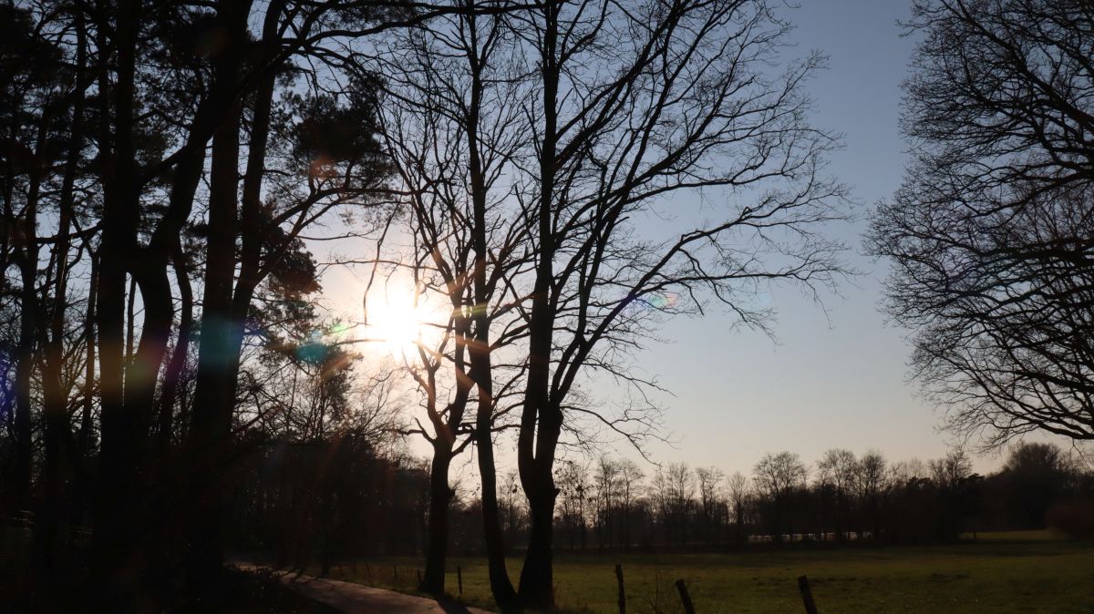 Baum bei Stahe