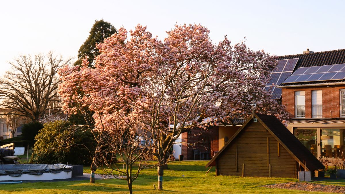 Tulpenbaum