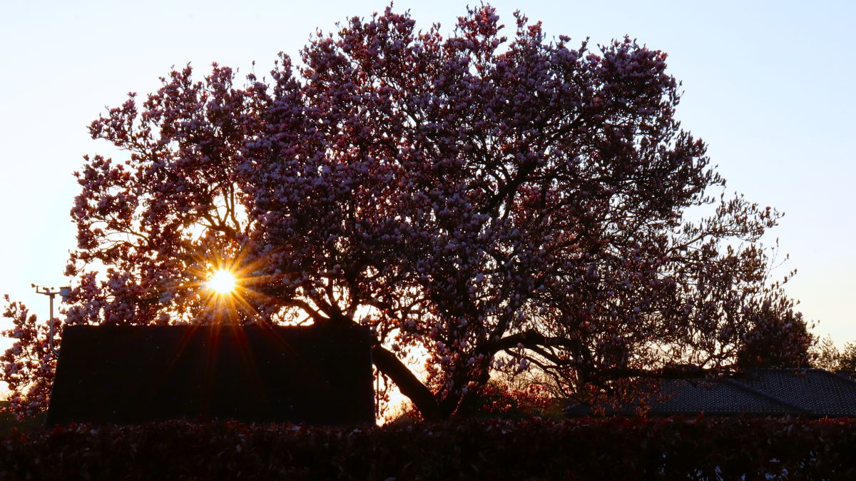 Tulpenbaum