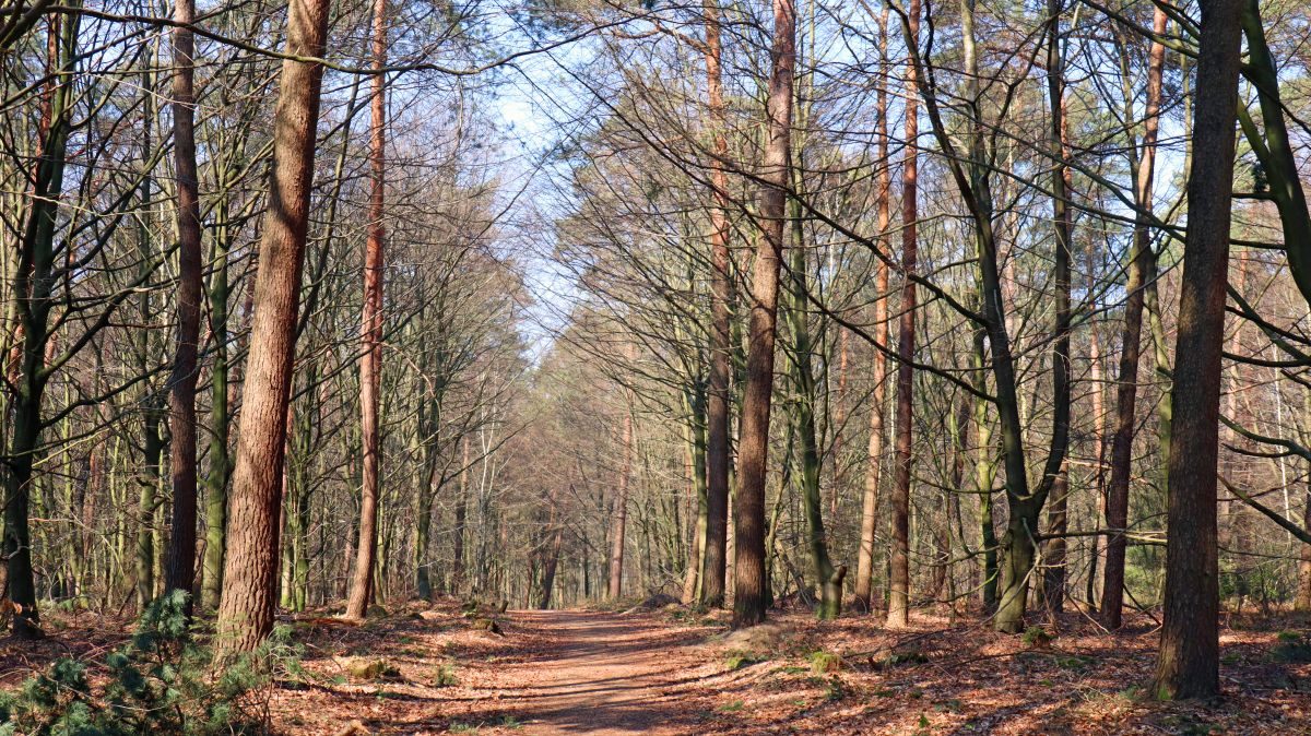 Waldweg im Tüschenwald