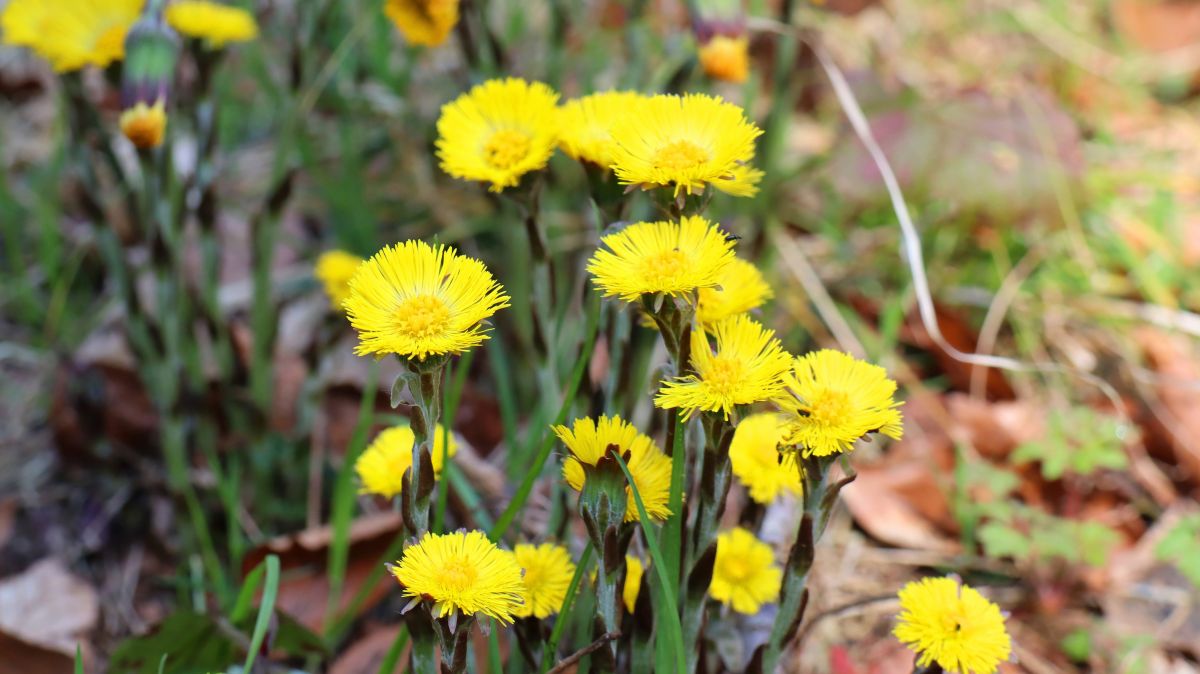 Wildblumen am Wegesrand