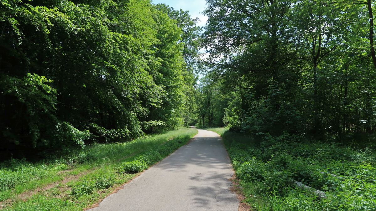 Im Wald Richtung Chorbusch