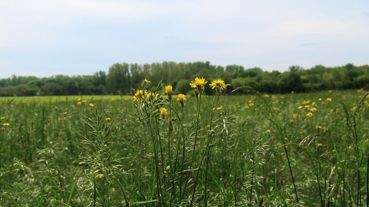 Felder am Sandweg