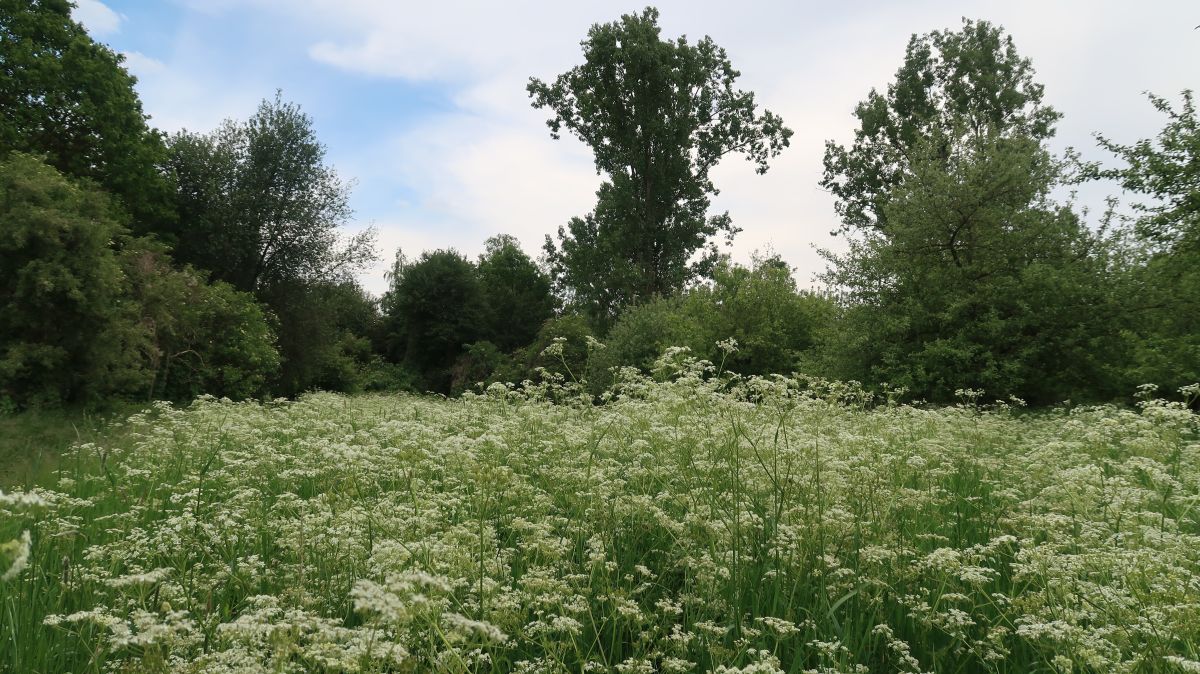 Lichtung mit Schafgarbe am Sandweg