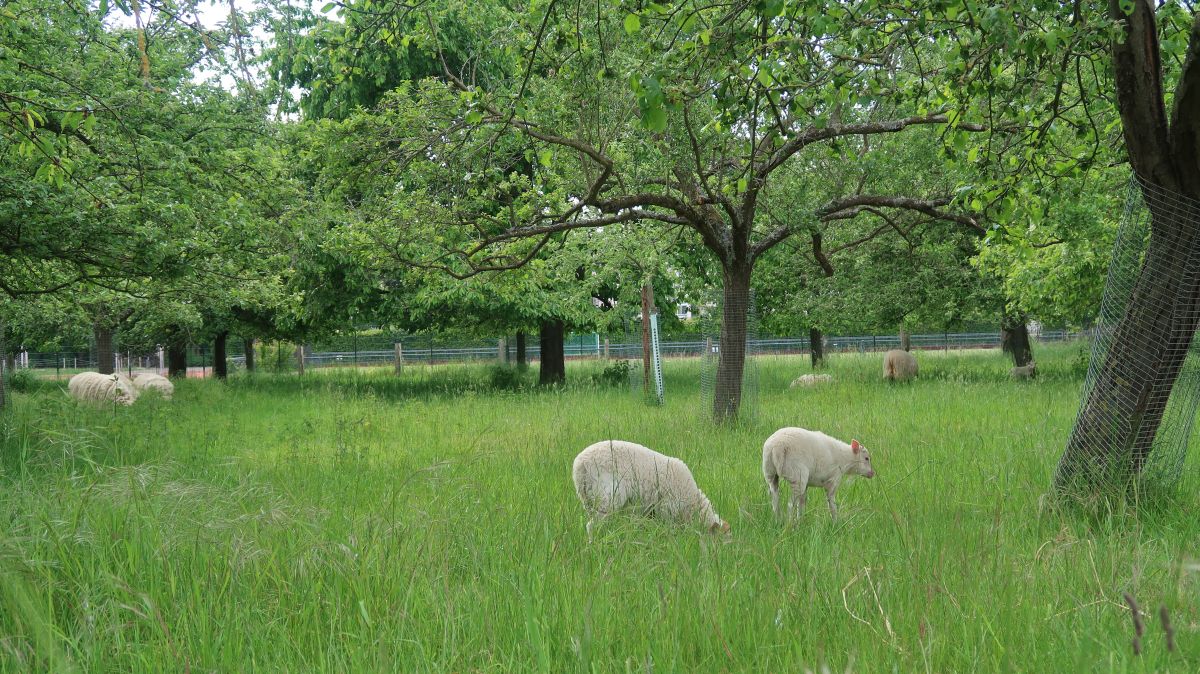 Schafe in den Obstwiesen des Klosters Knechtsteden