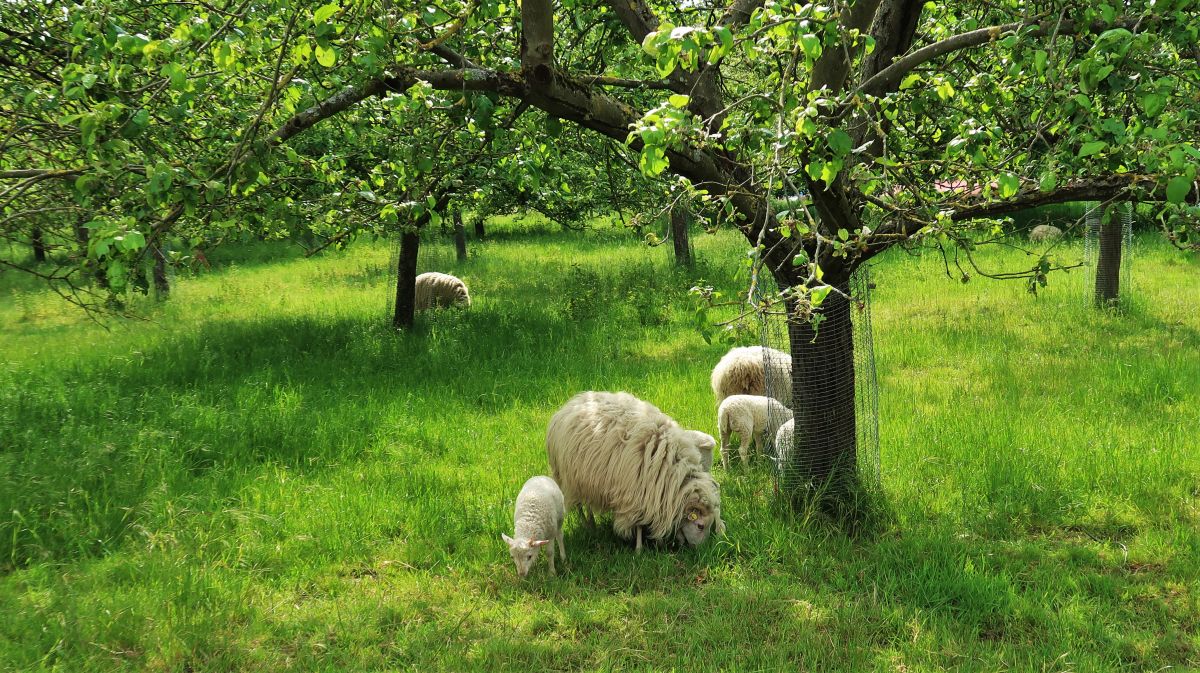 Schafe in den Obstwiesen des Klosters Knechtsteden