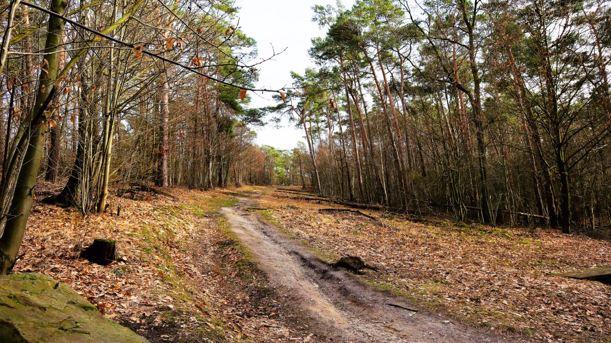 Blick hoch zu den Hinsbeckerhöhen