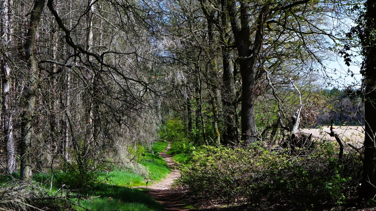 Waldpfad Annendaalsbosch