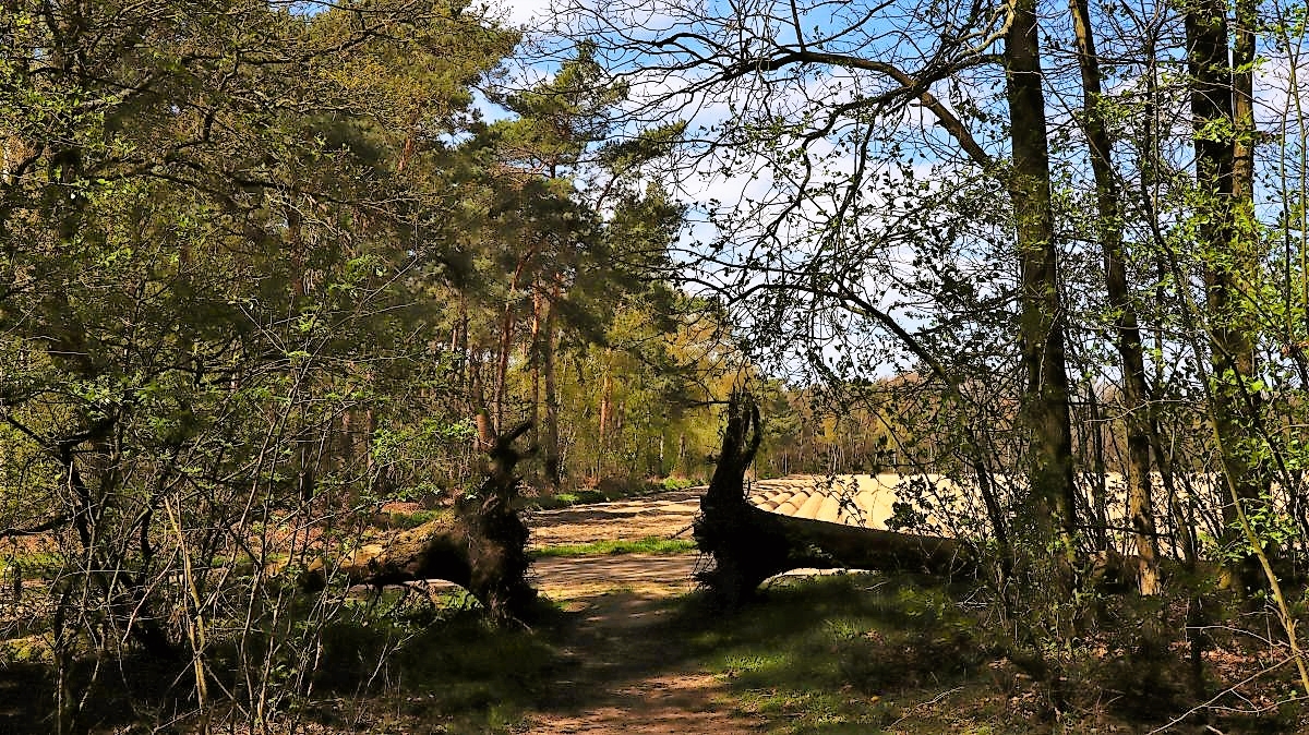 Am Waldrand Annendaalsbosch