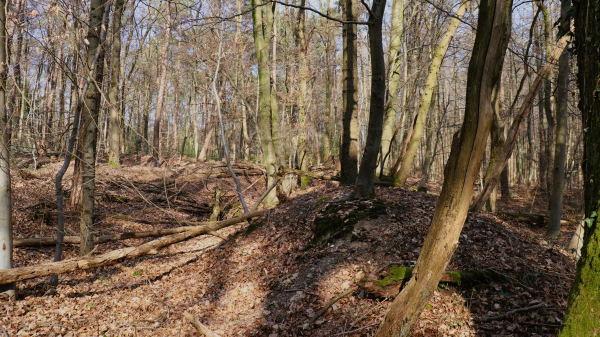 Landwehr bei Arsbeck Büch