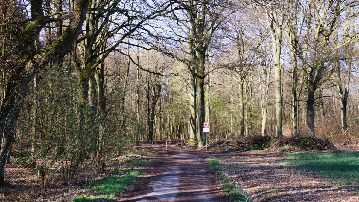 Am Waldrand Buchholzerwald