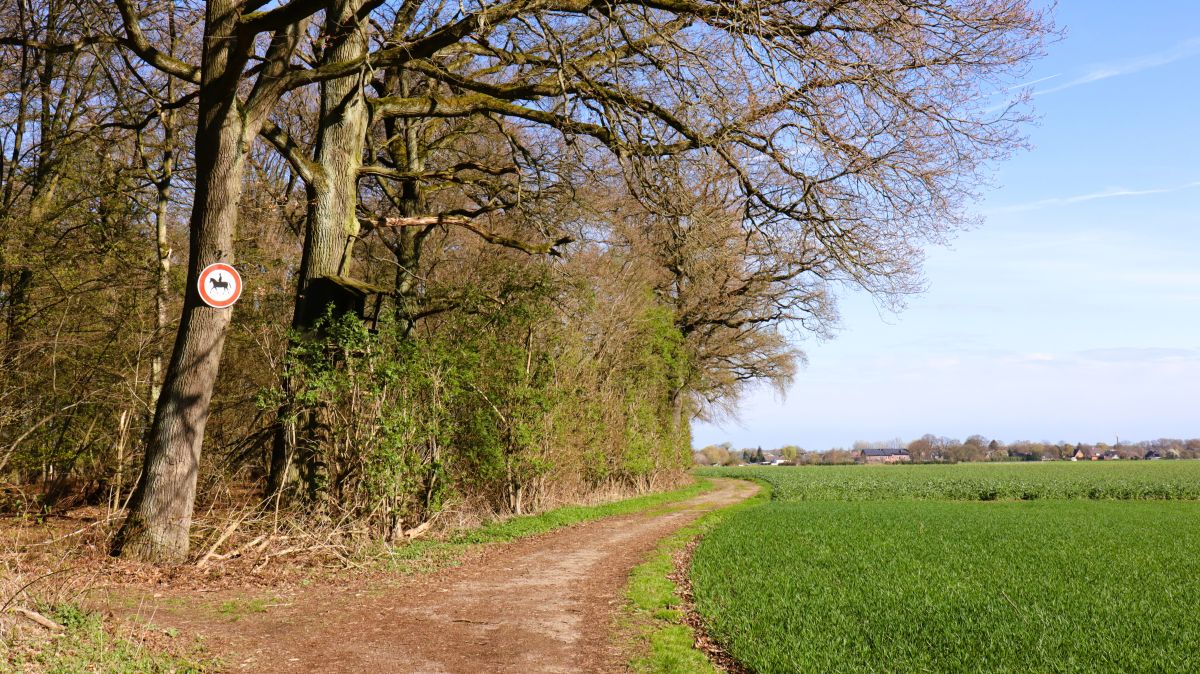 Am Waldrand Blick auf Mennrath