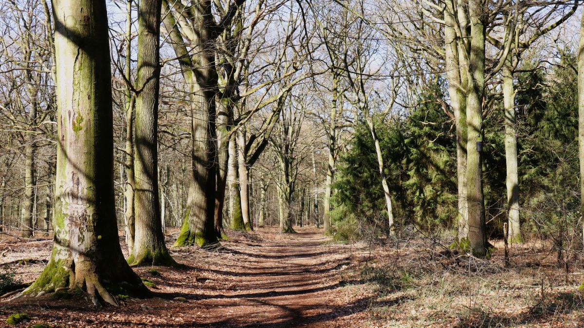 Waldweg im Buchholzerwald