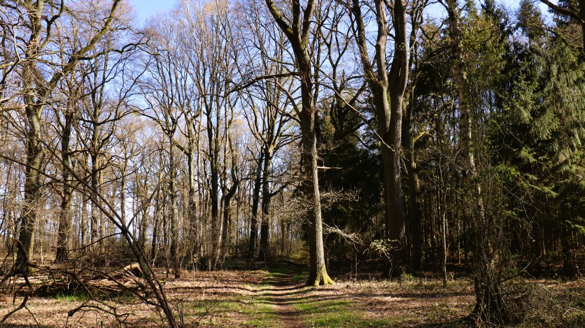 Pfad im nördlichen Buchholzerwald