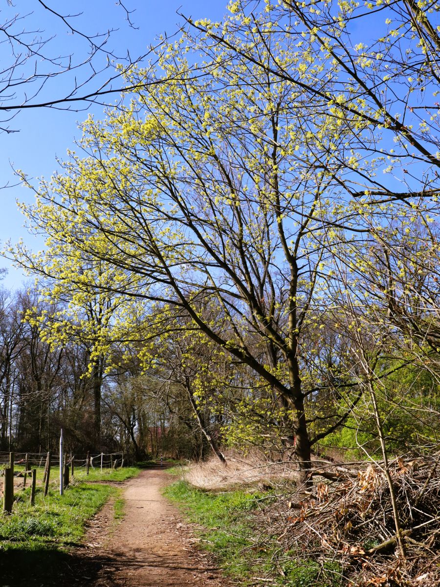 Weg bei Baum