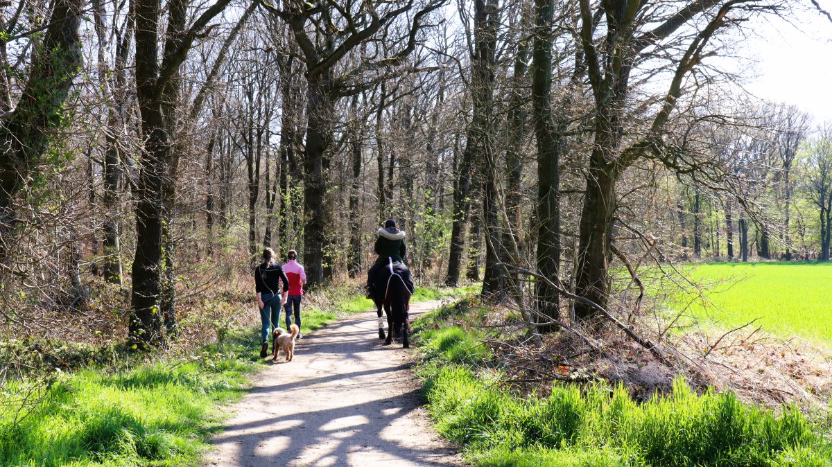 Am Waldrand bei Genholland