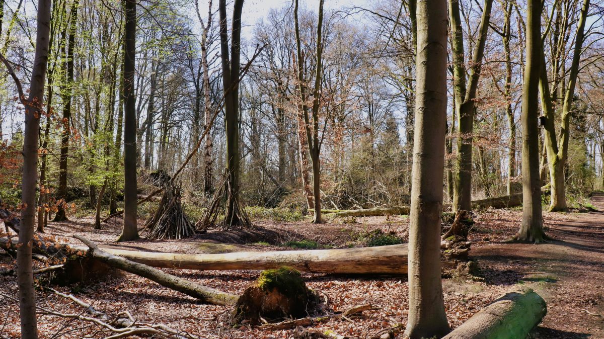 Im südlichen Buchholzerwald