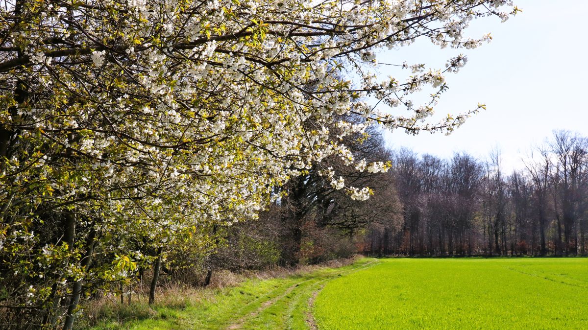 Kirchblüte am Waldrand