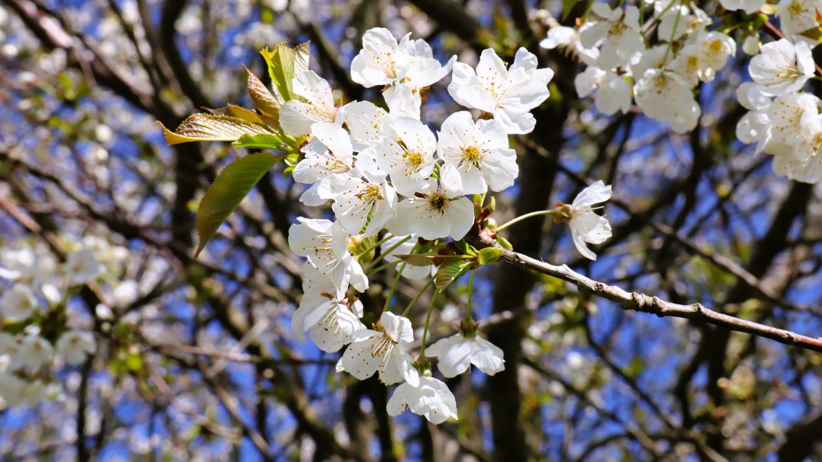 Kirchblüten