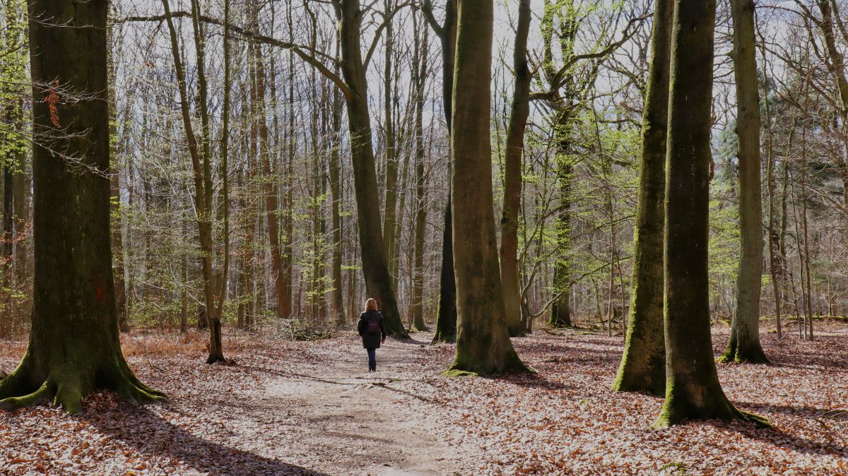 Aud der Schleife im südlichen Buchholzerwald