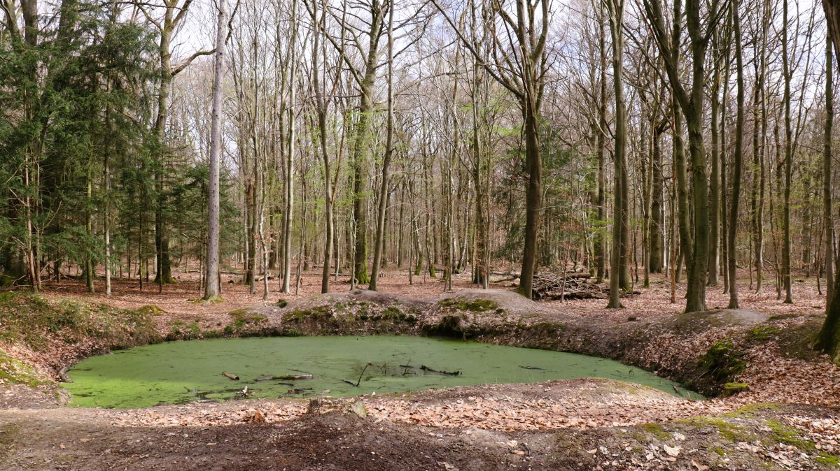 Tümpel im Wald