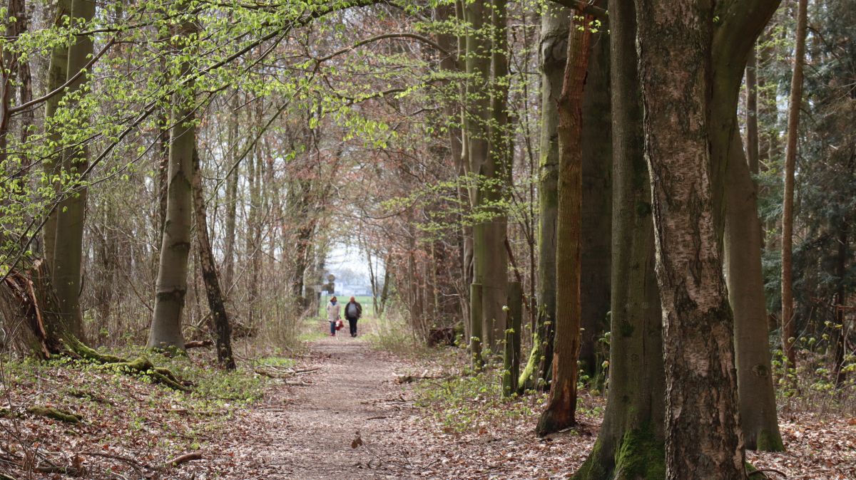 Waldweg zur Laurentiusstraße