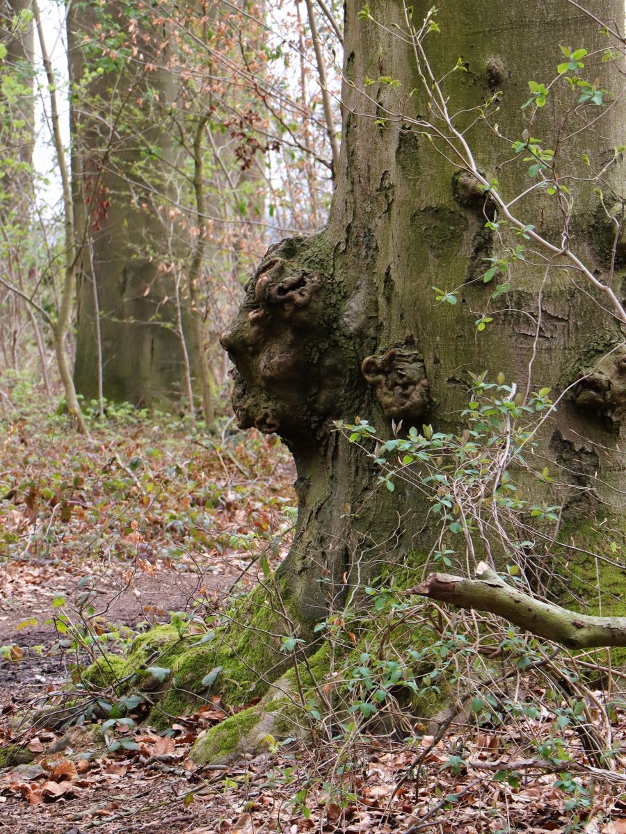 Baumgesicht im Profil