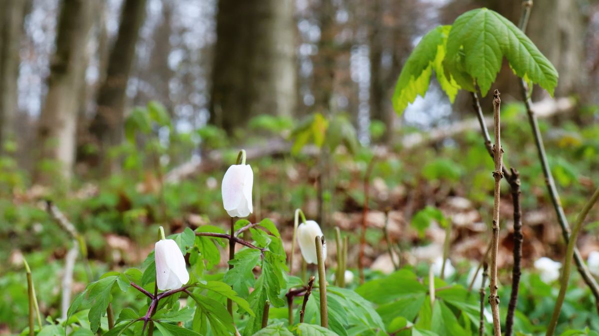 Wildblumen