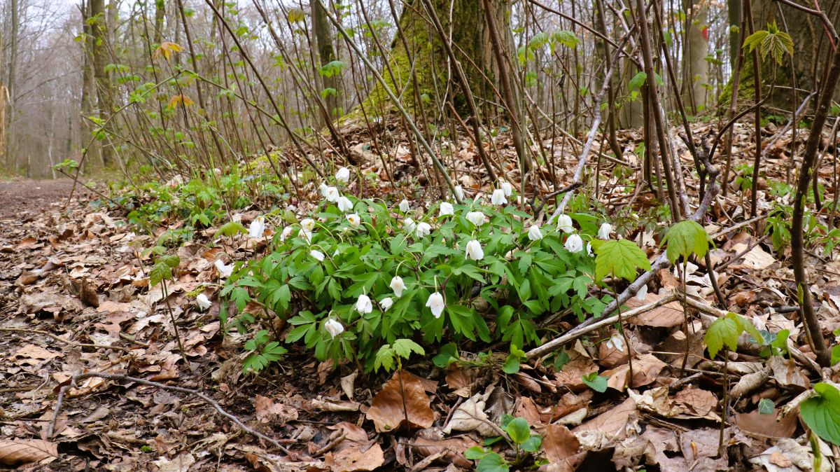 Wildblumen