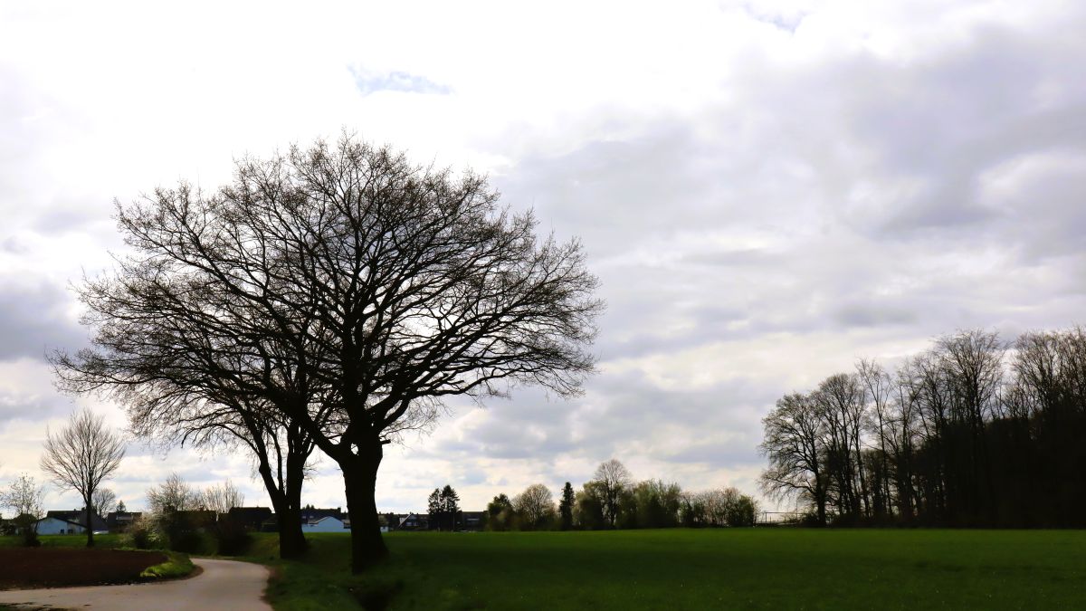 Im Feld bei Wichrathhahn