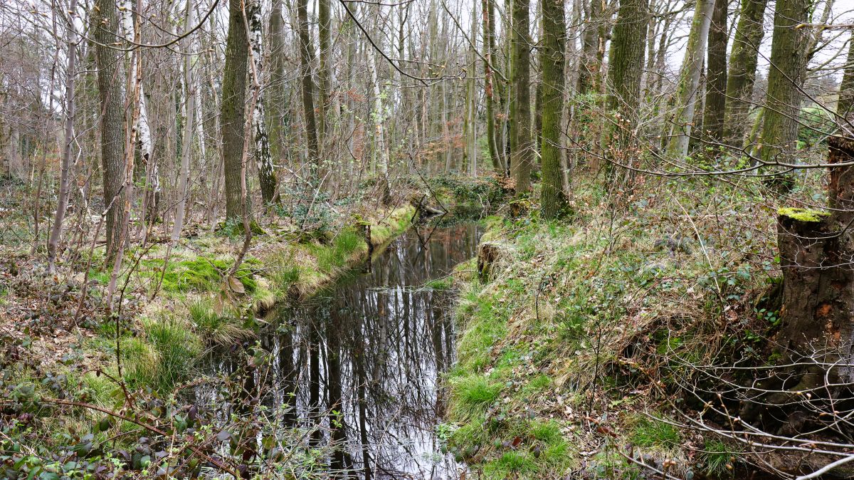 Flachsrösten im Mennrather Wald