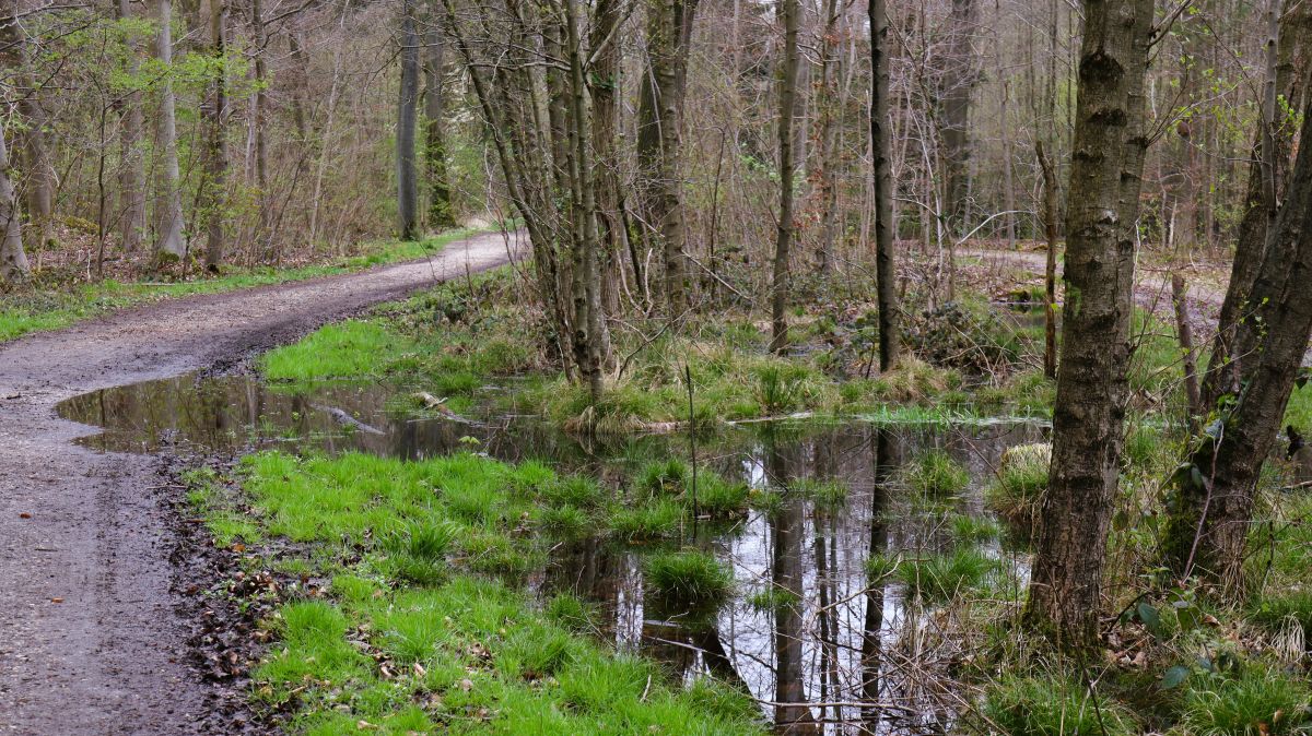 Tümpel am Waldweg