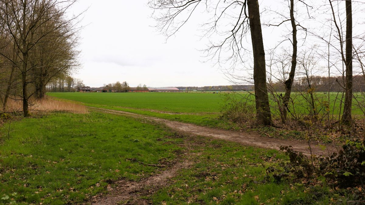 Felder zwischen Wickrather Wald und Busch