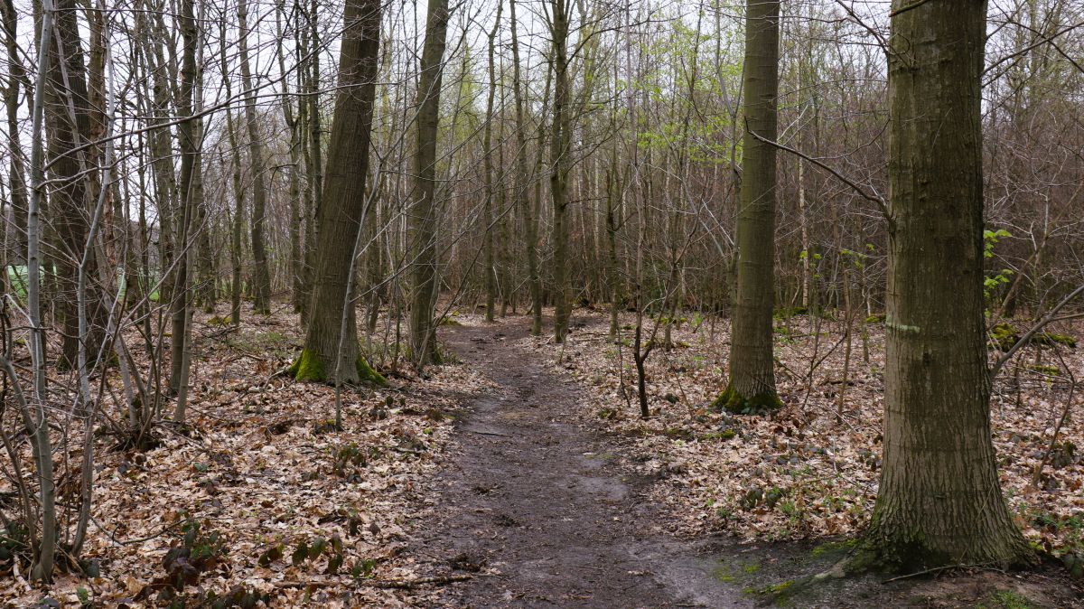 Schmaler Pfad entlang des Waldrands