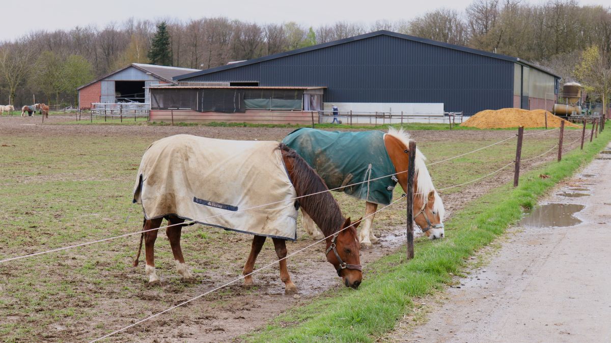 Pferde am Günhoverhof