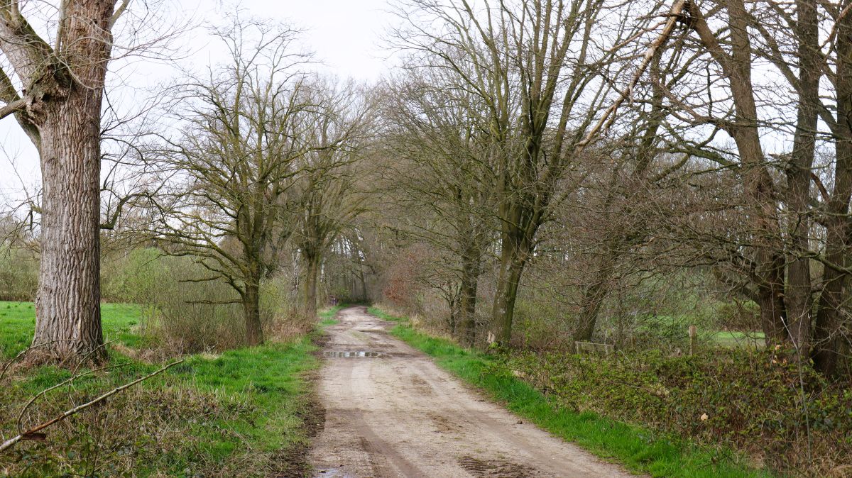 Weg in der Lommerheide