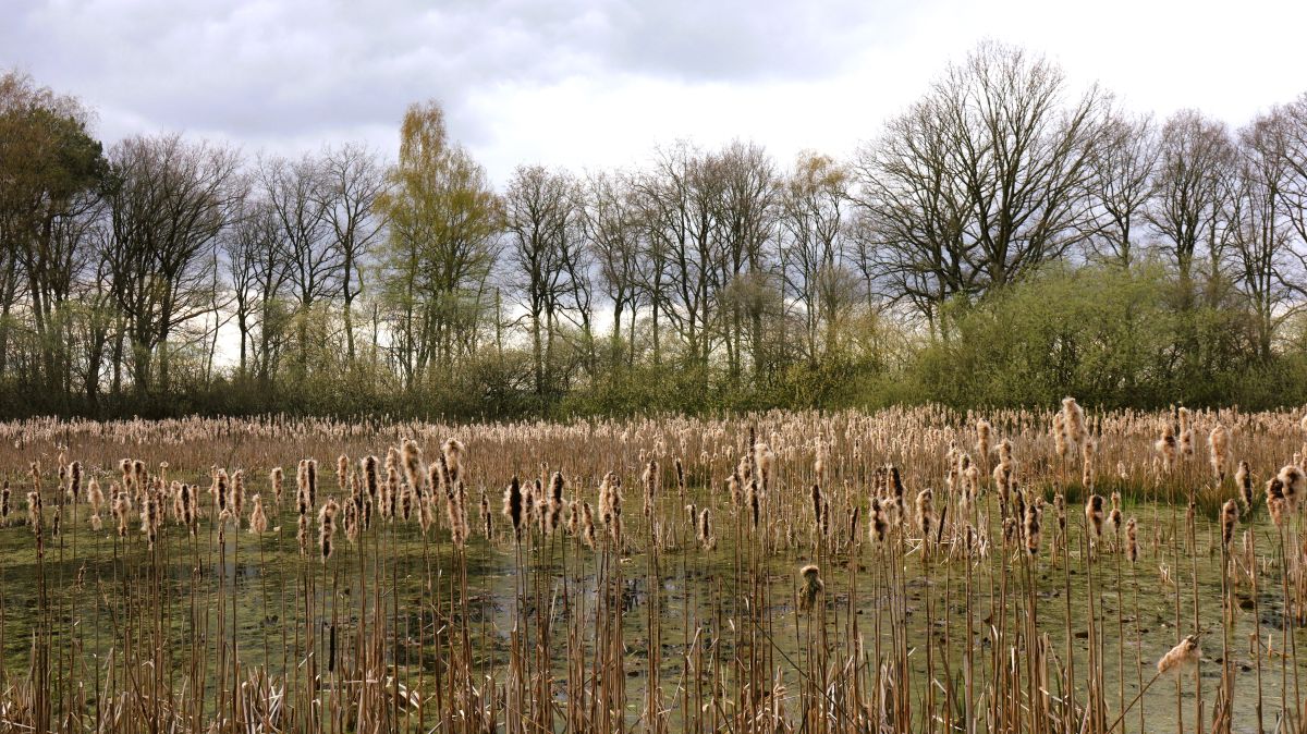 Visvijer am Vreewaterveldweg