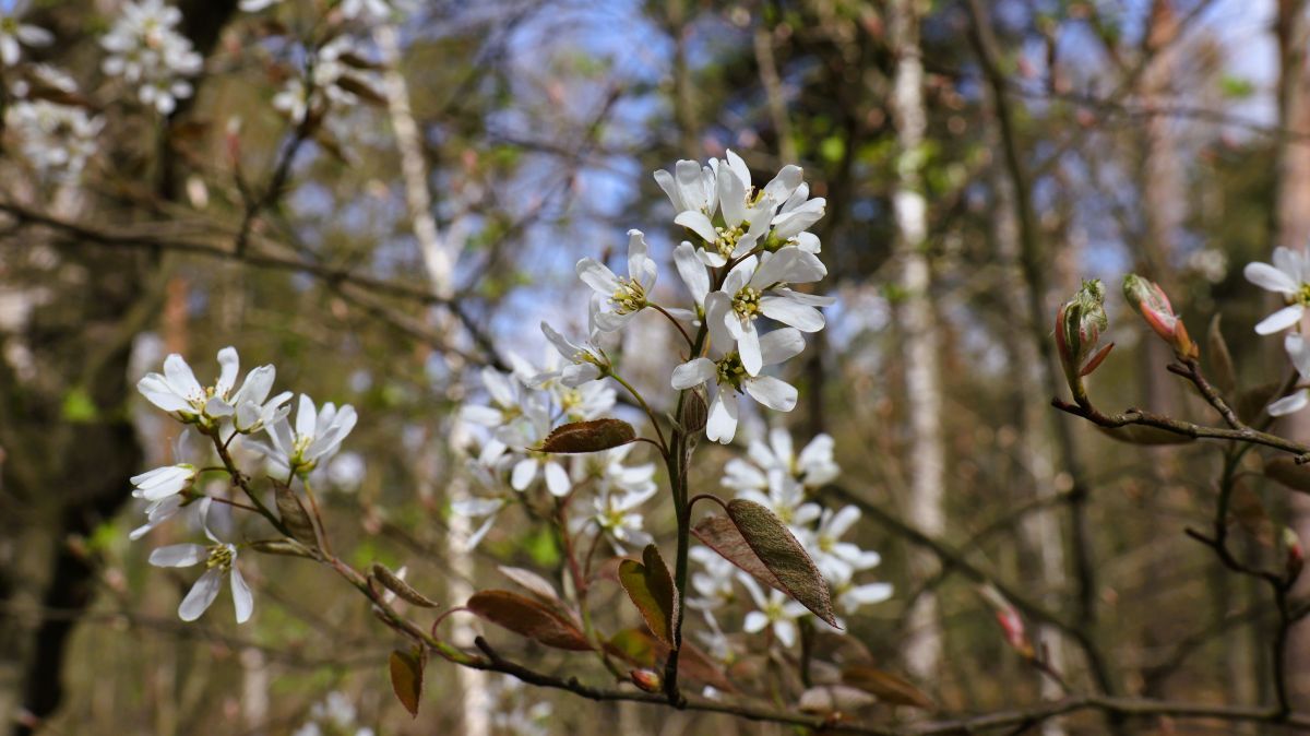 Wilde Kirschblüte