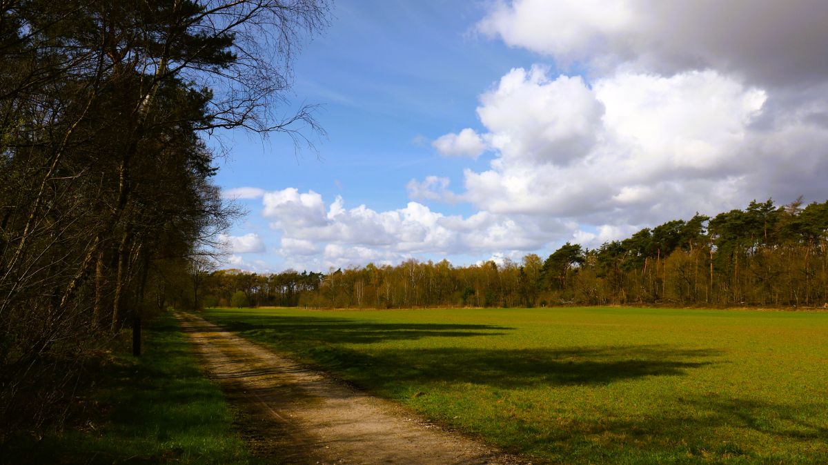 Lichtung an der Vort