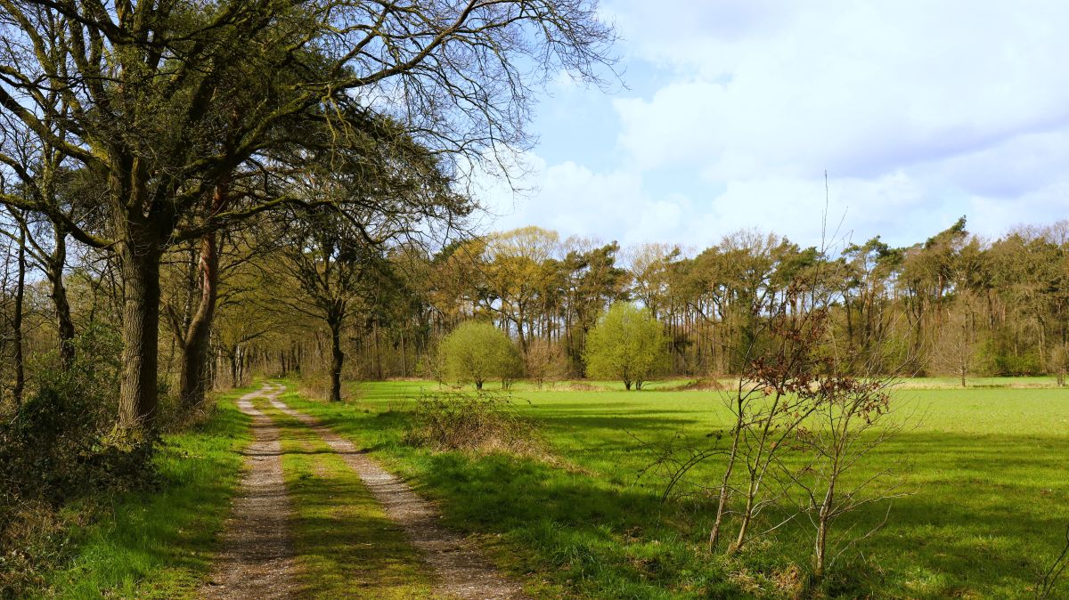 Lichtung an der Vort