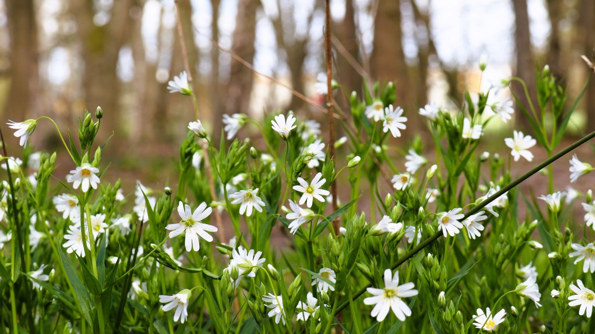 Wildblumen am Wegesrand