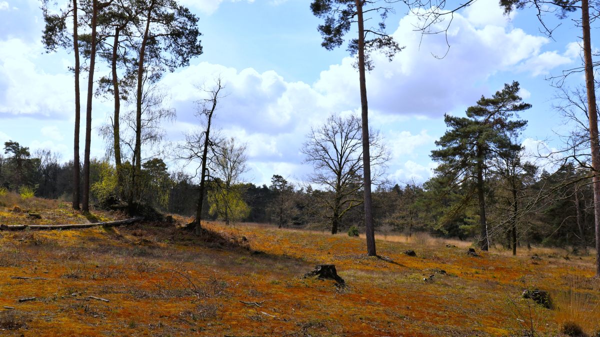 Düne im Ravenvenn