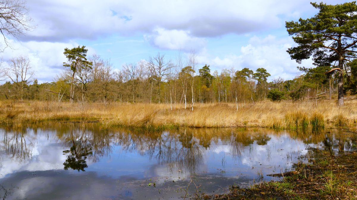 Tümpel im Ravenvenn