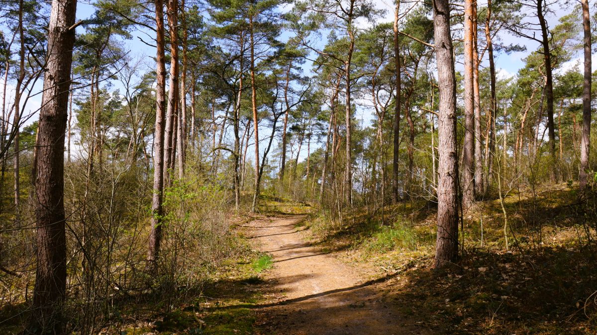 Anstieg auf eine Düne im Wald