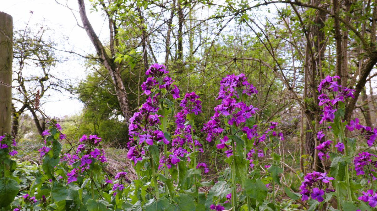 Wildblumen am Wegesrand