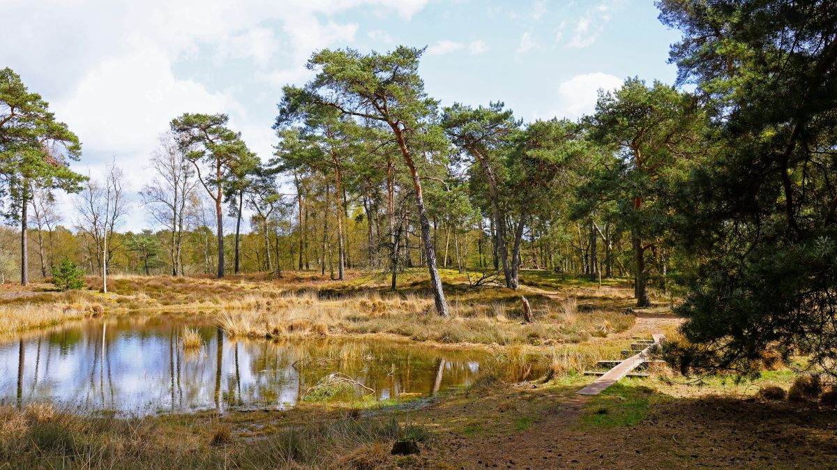 Moorsee mit Steg