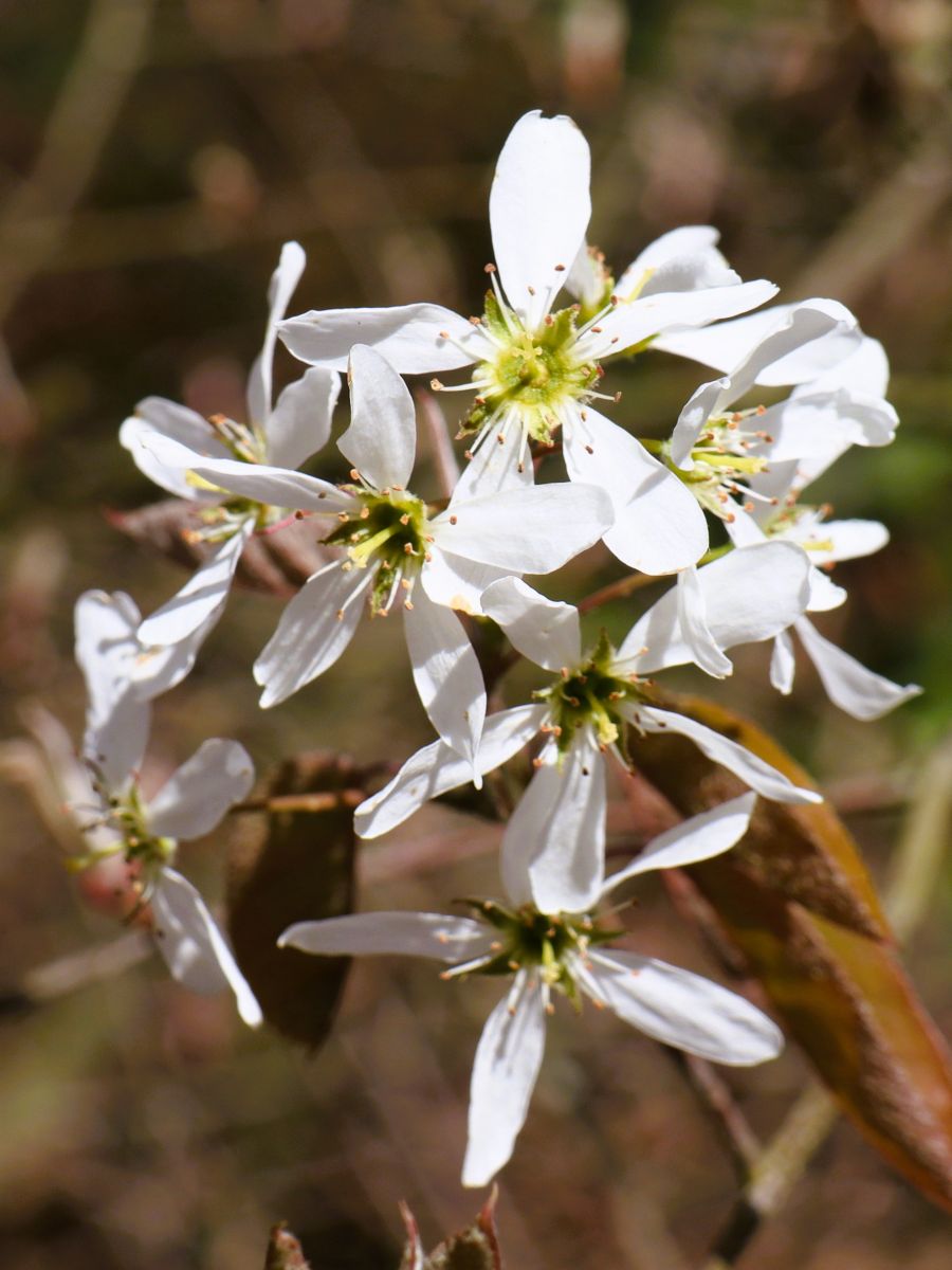 Wildblüten