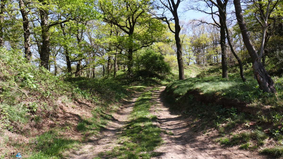 Im Wald bei Finkenberg