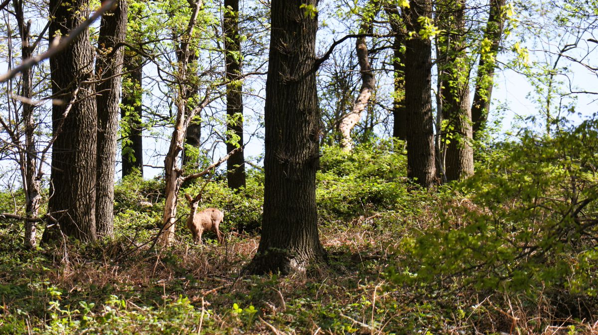 Reh im Wald am Schardenberg