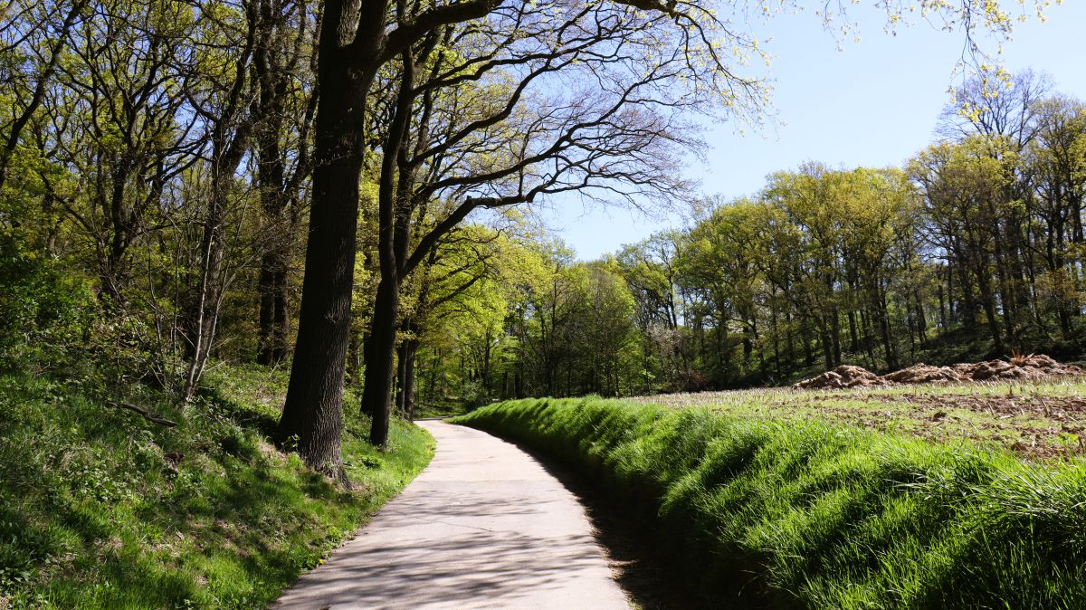 Weg am Schardenberg